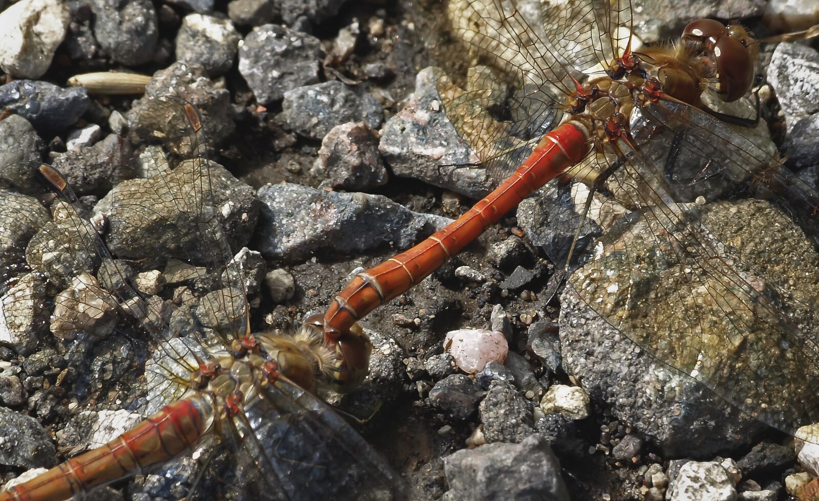 Olympus E-510 (EVOLT E-510) sample photo. Common darter, dragonfly, odonata photography