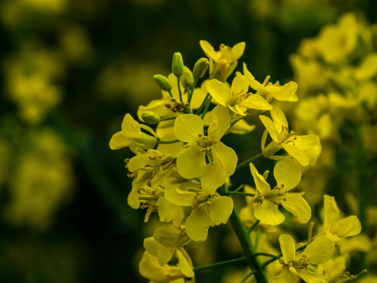 Olympus OM-D E-M10 III sample photo. Flower, rape, plant photography