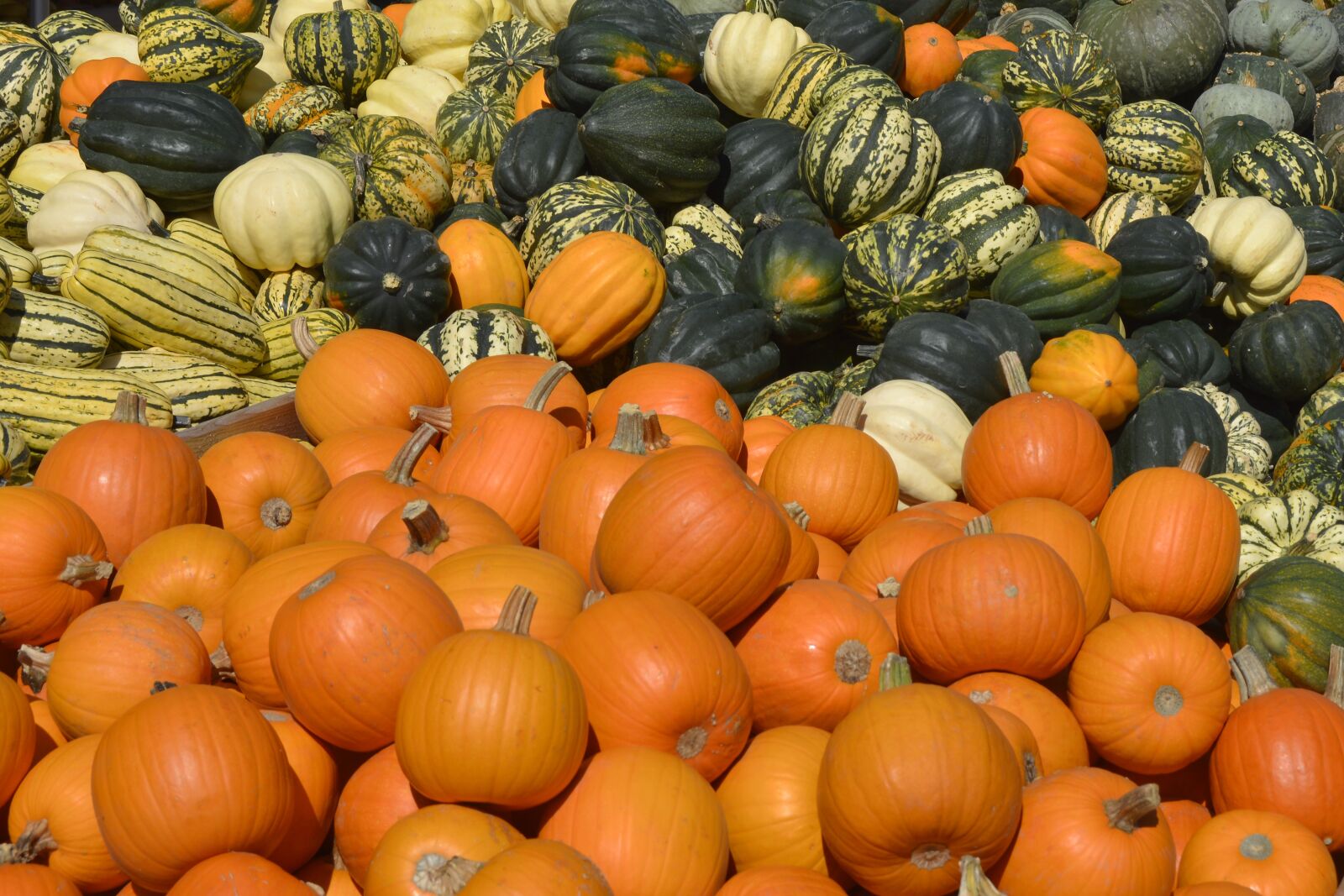 Nikon D7100 sample photo. Pumpkin, squash, vegetables photography