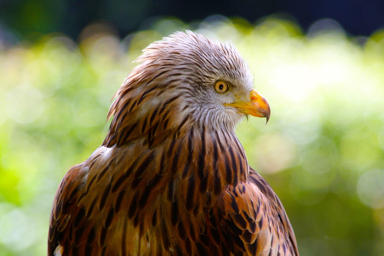 Canon EOS 40D sample photo. Red kite, hawk, wildlife photography