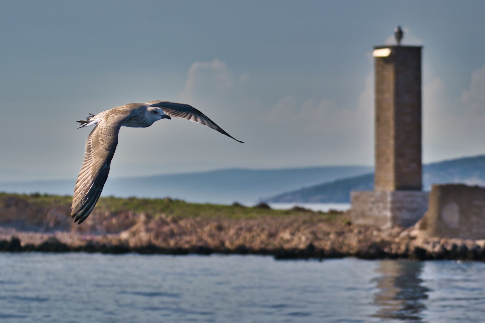 Nikon D5300 sample photo. Gull, sea, flying photography
