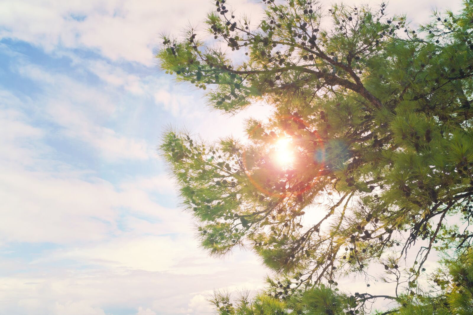 Nikon D7100 sample photo. Sun, tree, nature photography
