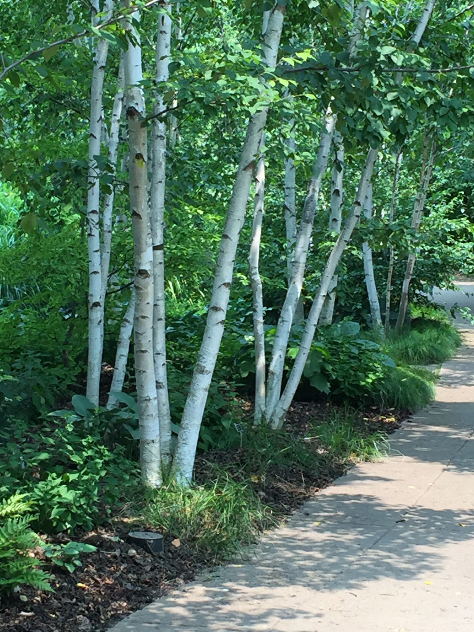 iPhone 6 back camera 4.15mm f/2.2 sample photo. Trees, birch, walkway photography