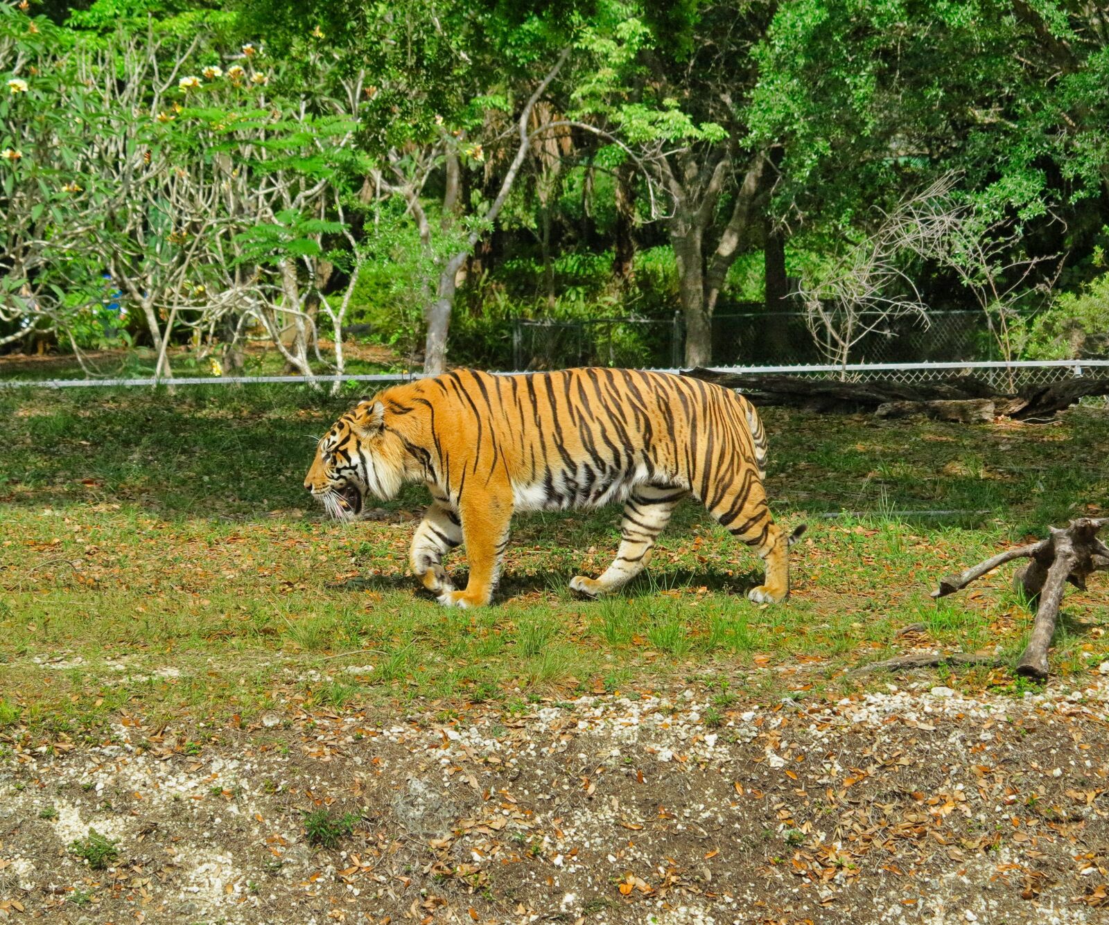 Canon PowerShot G1 X sample photo. Zoo, tiger, feral cat photography