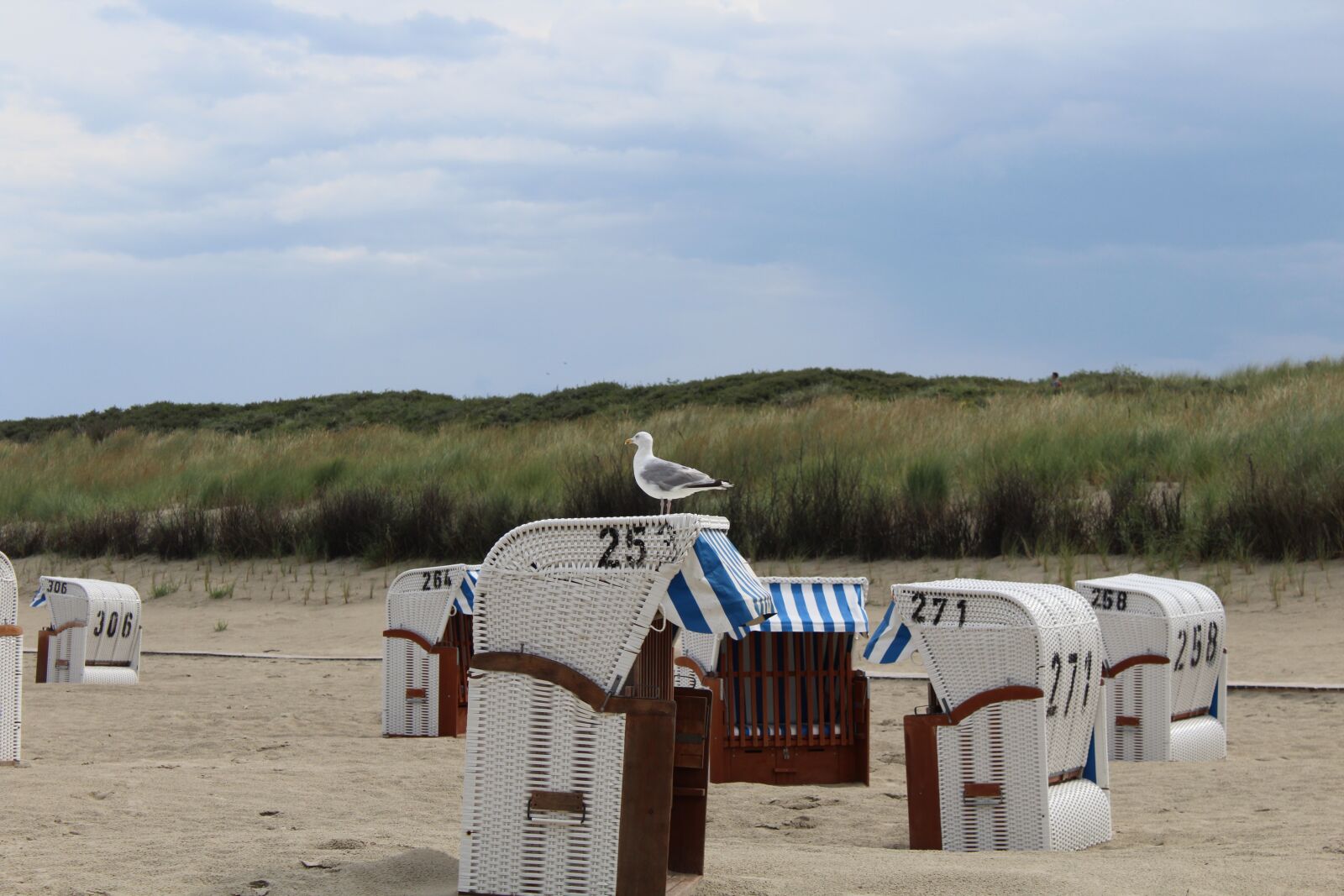 Canon EOS 1200D (EOS Rebel T5 / EOS Kiss X70 / EOS Hi) sample photo. Seagull, animal, bird photography