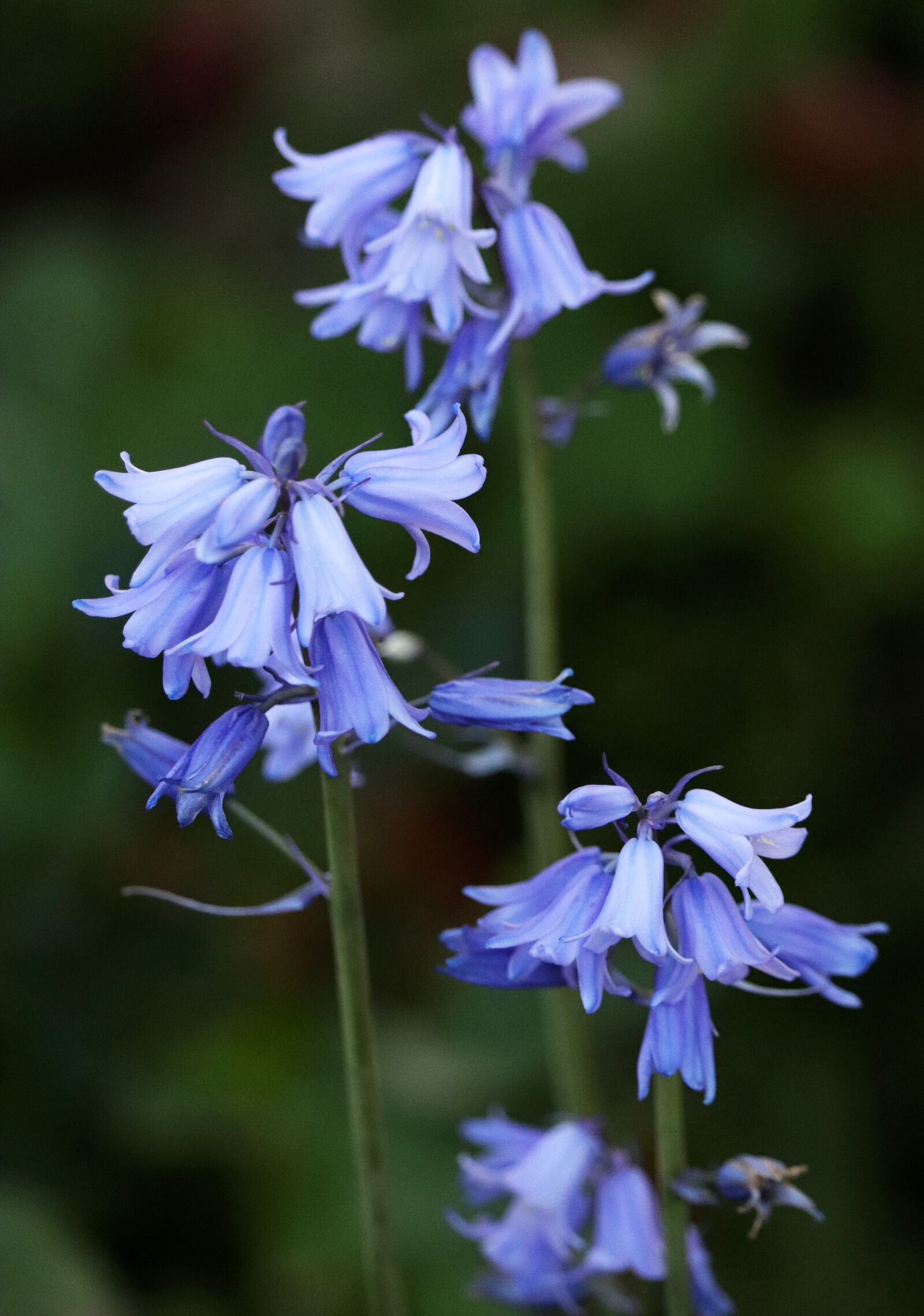 Canon EF-S 55-250mm F4-5.6 IS STM sample photo. Flowers, bluebell, fragrant photography