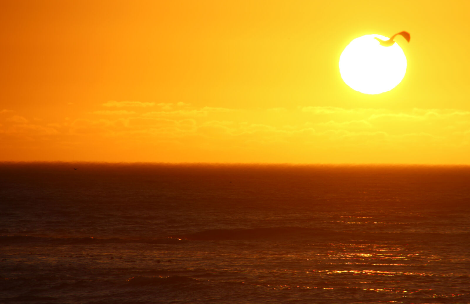 Canon EOS 7D Mark II sample photo. Bird, ocean, sea, sun photography