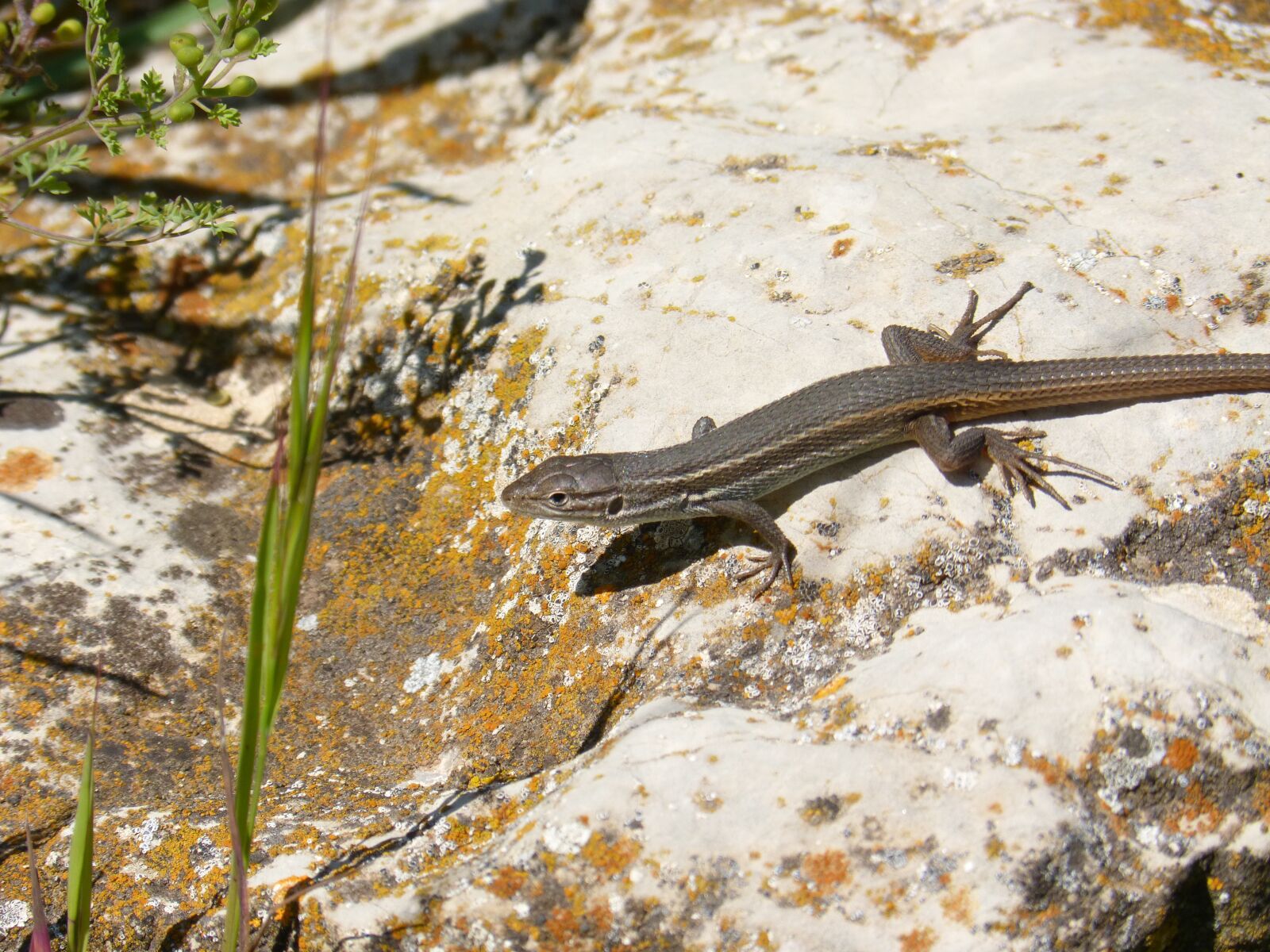 Panasonic DMC-FZ62 sample photo. Lizard, sargantana, rock photography