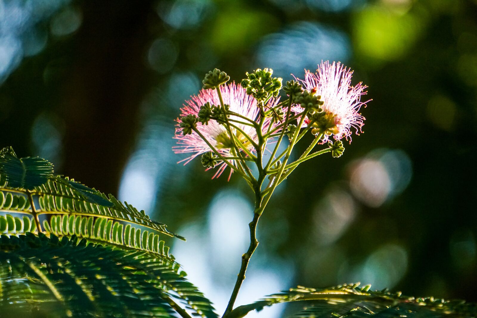 Sony E 55-210mm F4.5-6.3 OSS sample photo. Nature, silk tree, silk photography