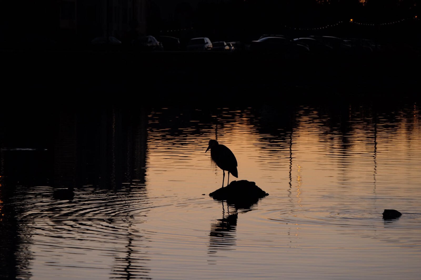 Fujifilm XF 18-135mm F3.5-5.6 R LM OIS WR sample photo. Bird, lake, sunset photography