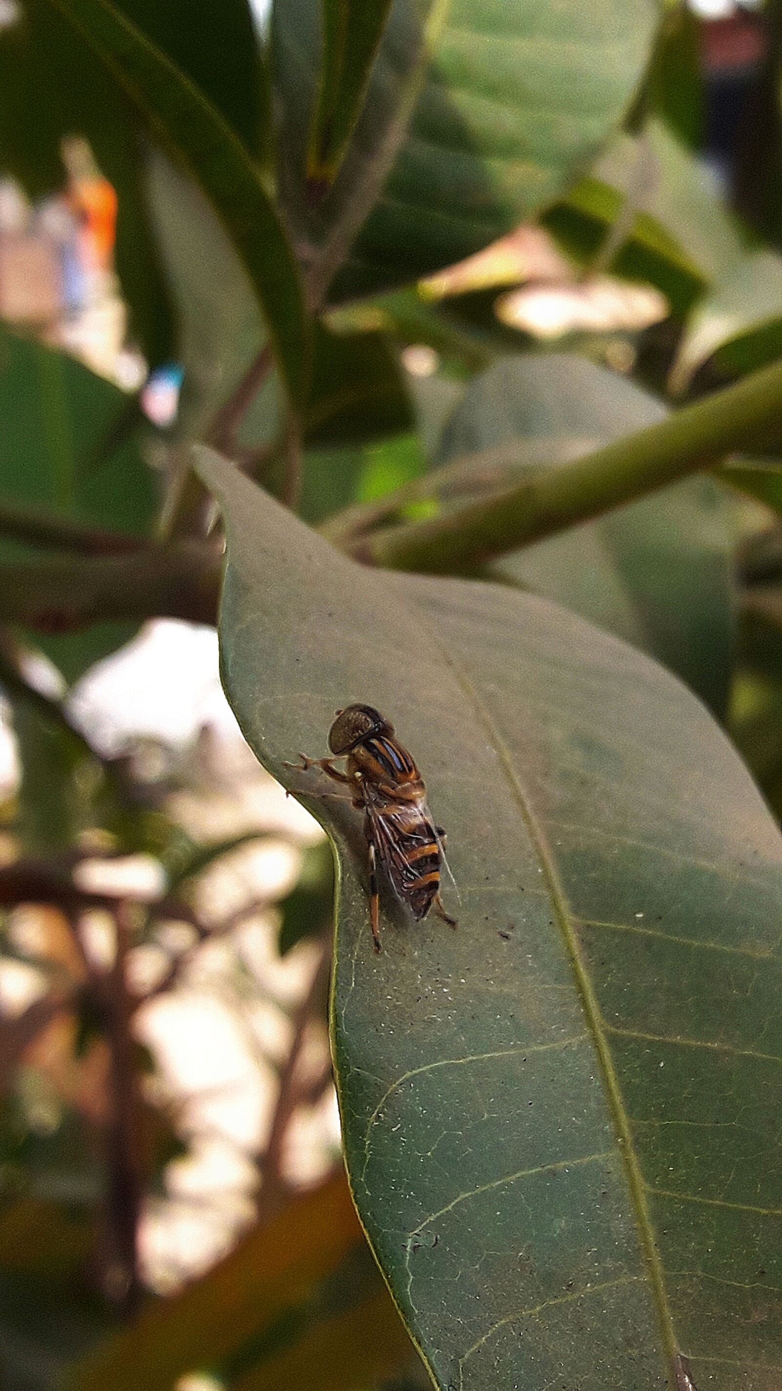 Samsung Galaxy J7 Neo sample photo. Fly photography