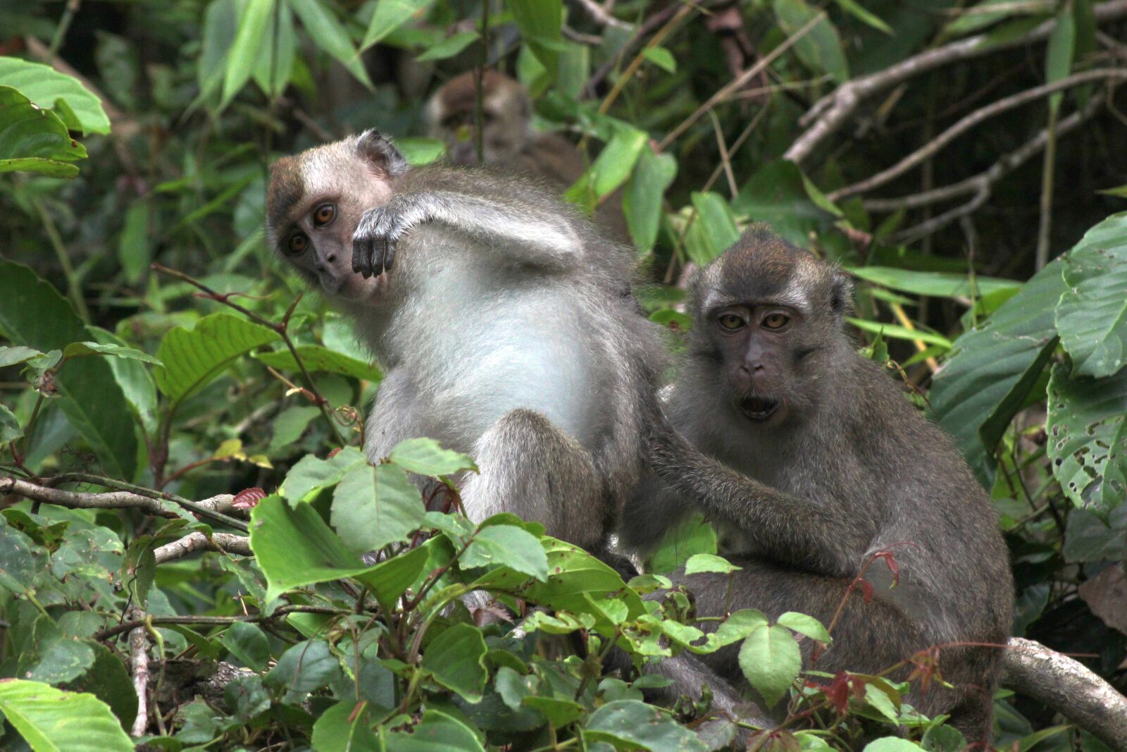 Canon EOS 600D (Rebel EOS T3i / EOS Kiss X5) sample photo. Borneo, asia, monkeys photography