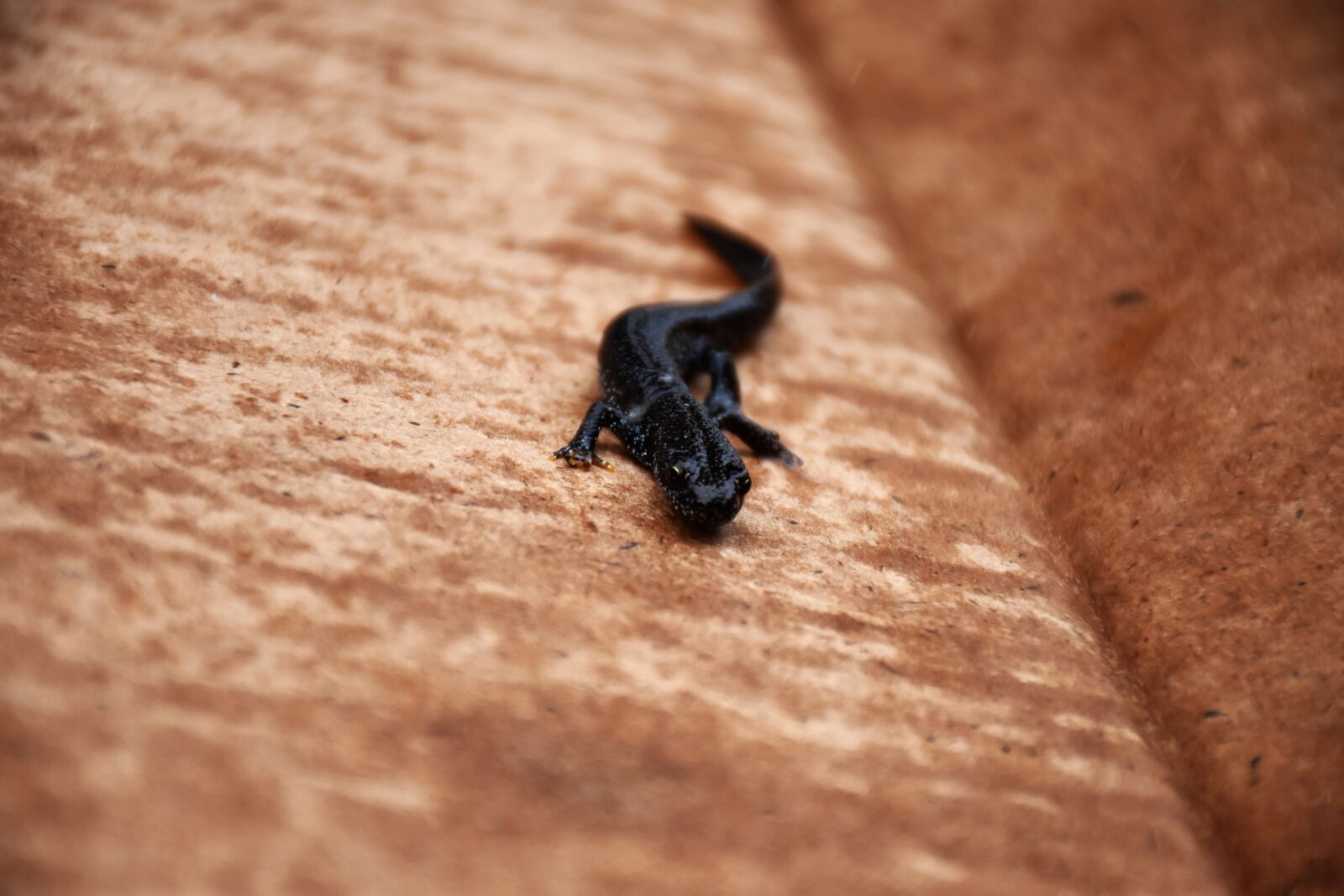 Nikon D7200 sample photo. Great crested newt, amphibia photography