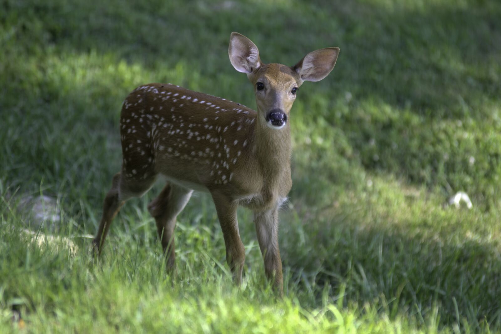 Canon EOS 60D sample photo. Fawn, deer, west virginia photography