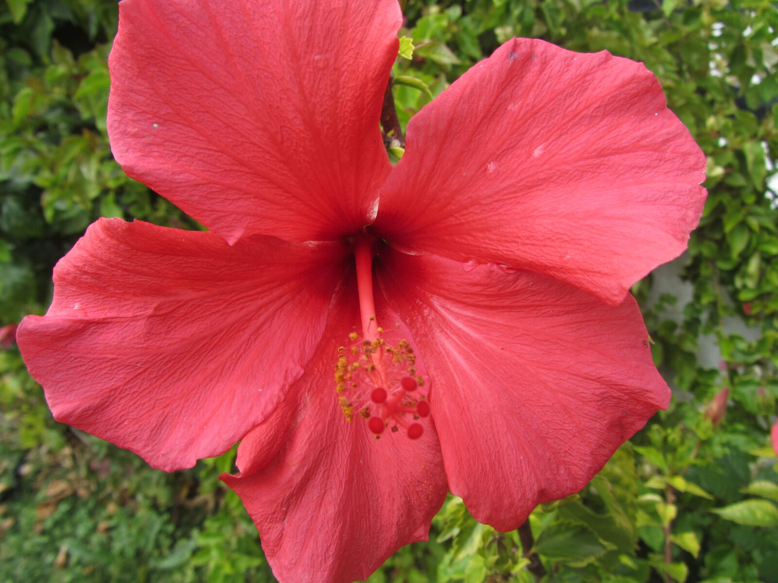 Canon PowerShot SX220 HS sample photo. Flowers, red, nature photography