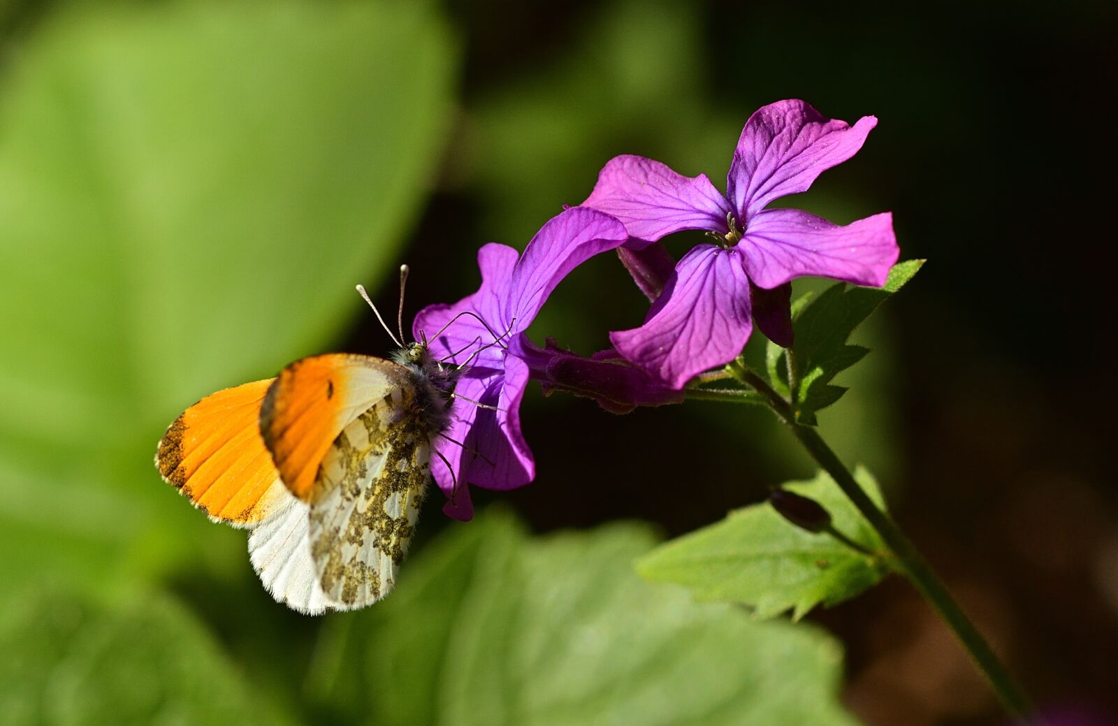 Nikon D5200 sample photo. Butterfly, aurora butterfly, blossom photography