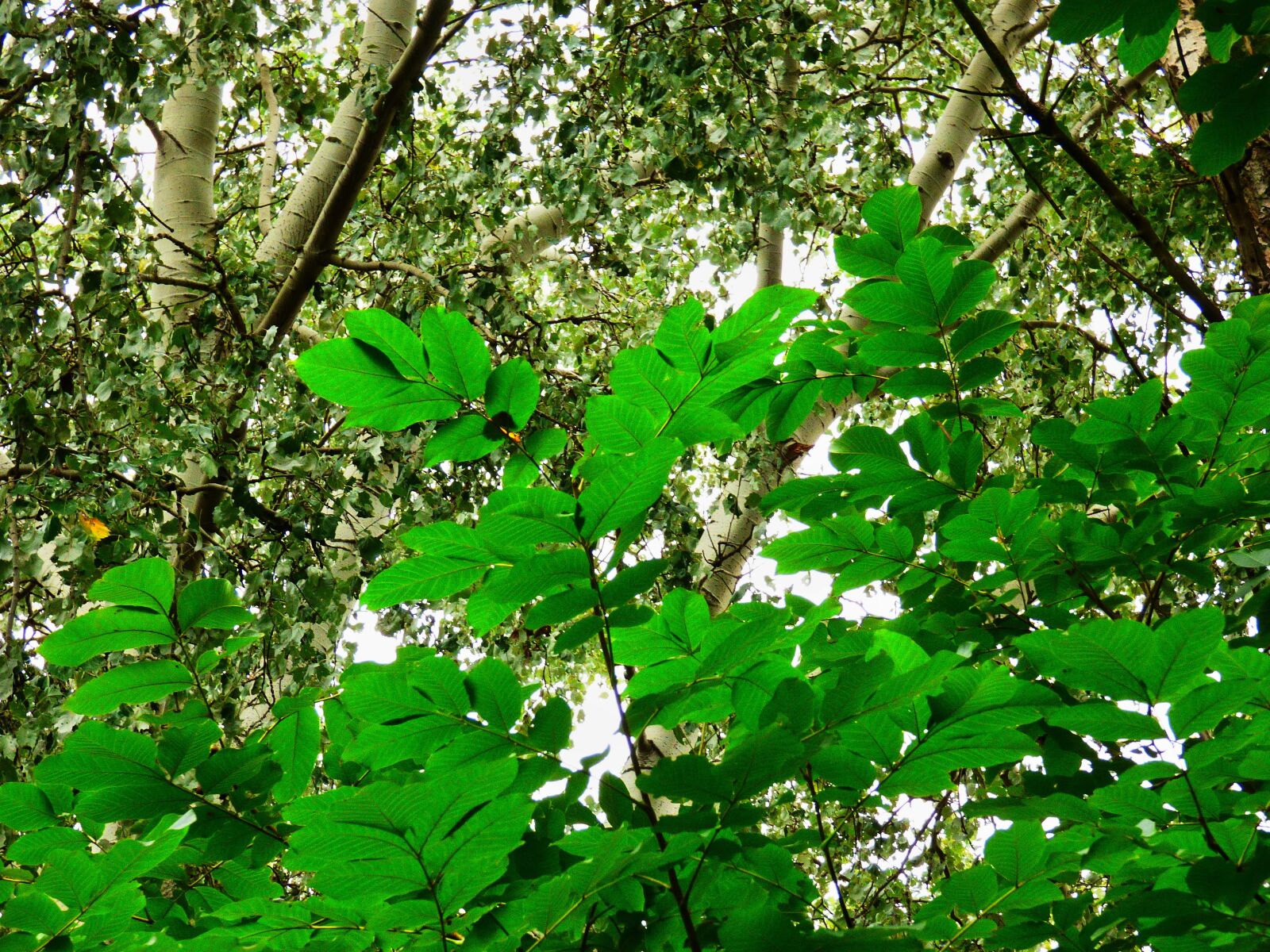Panasonic DMC-FZ72 sample photo. Forest, tree, walnut photography