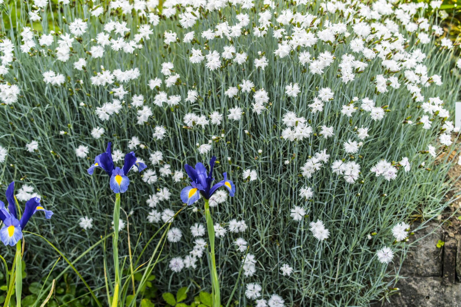 Nikon D5300 sample photo. Flowers, plant, nature photography