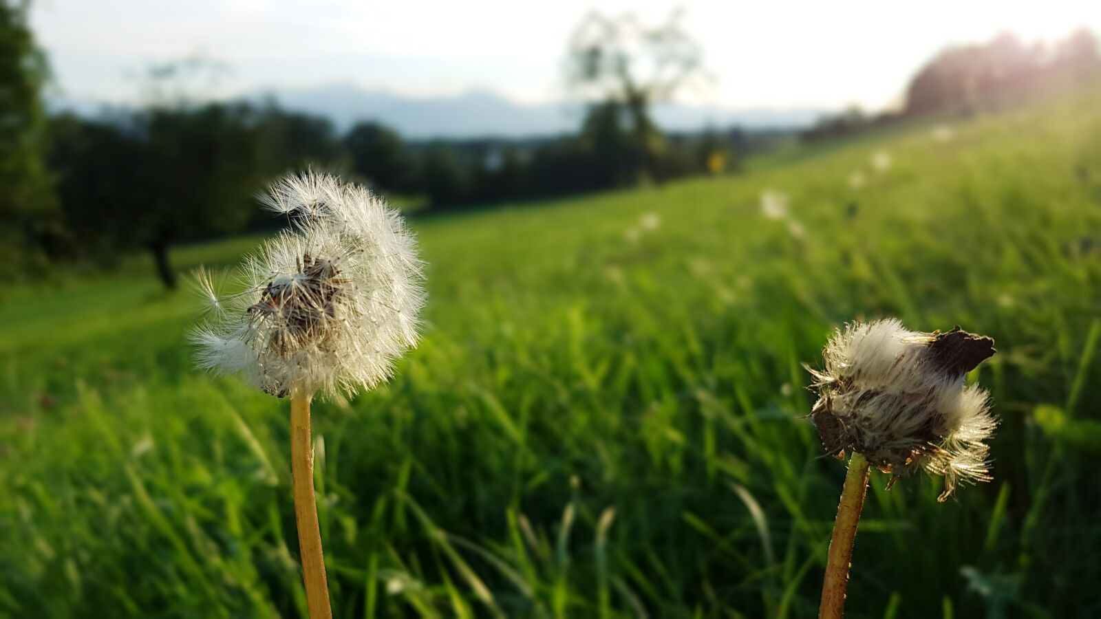 Samsung Galaxy S7 Edge sample photo. Dandelion, alpine meadow, alpine photography