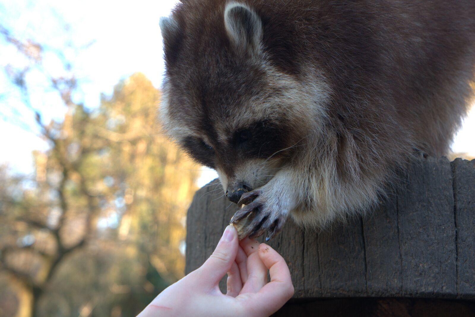 Sony a7 II + Sony Vario Tessar T* FE 24-70mm F4 ZA OSS sample photo. Raccoon, feeding, hand photography