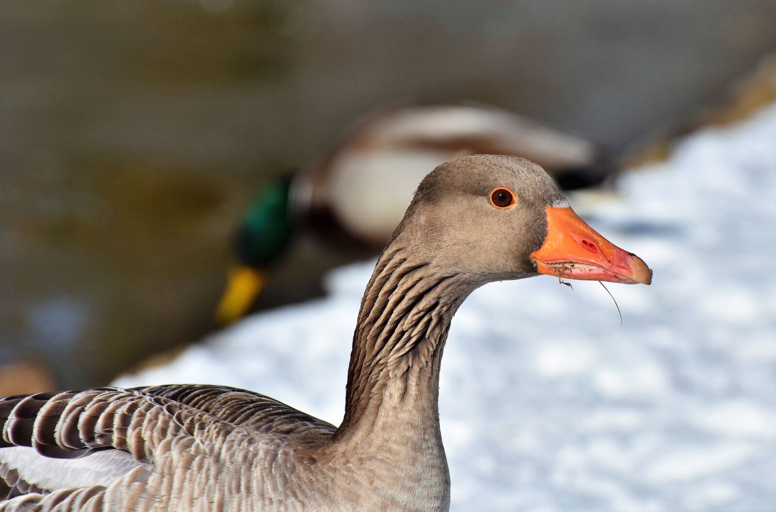 Nikon D7200 sample photo. Goose, greylag goose, wild photography