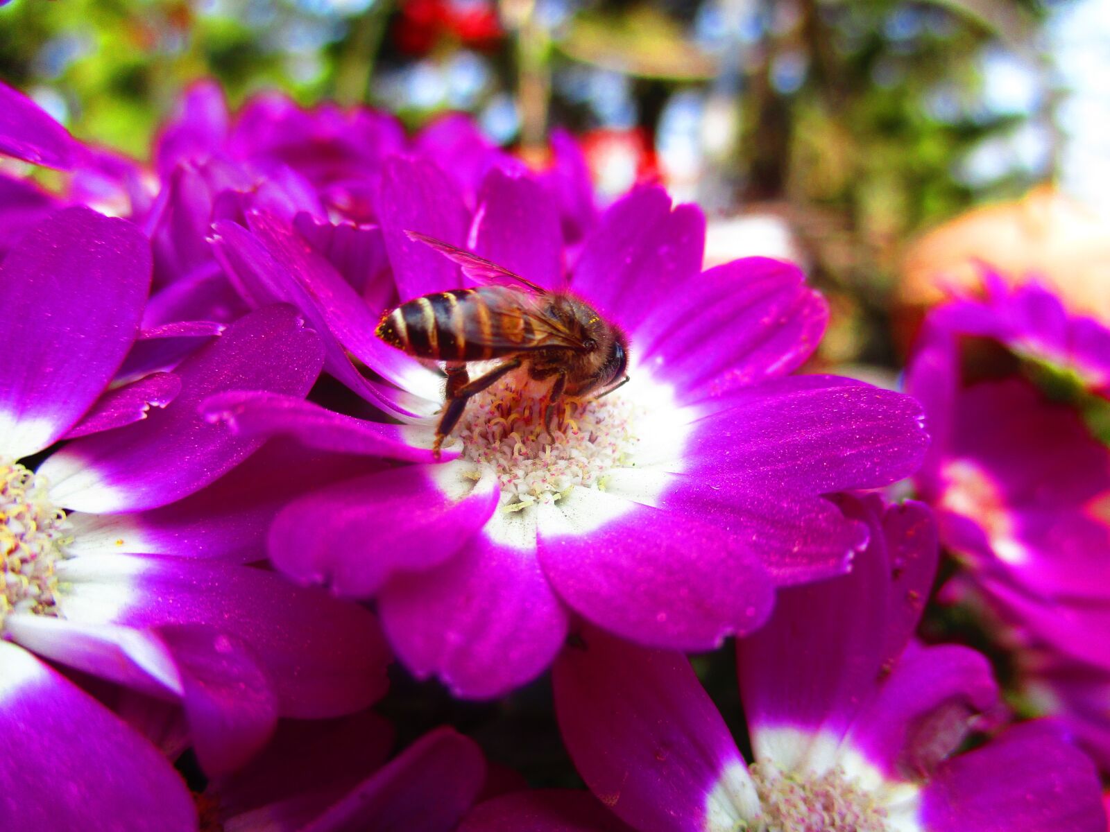 Canon PowerShot ELPH 160 (IXUS 160 / IXY 150) sample photo. Flower, flower and bee photography