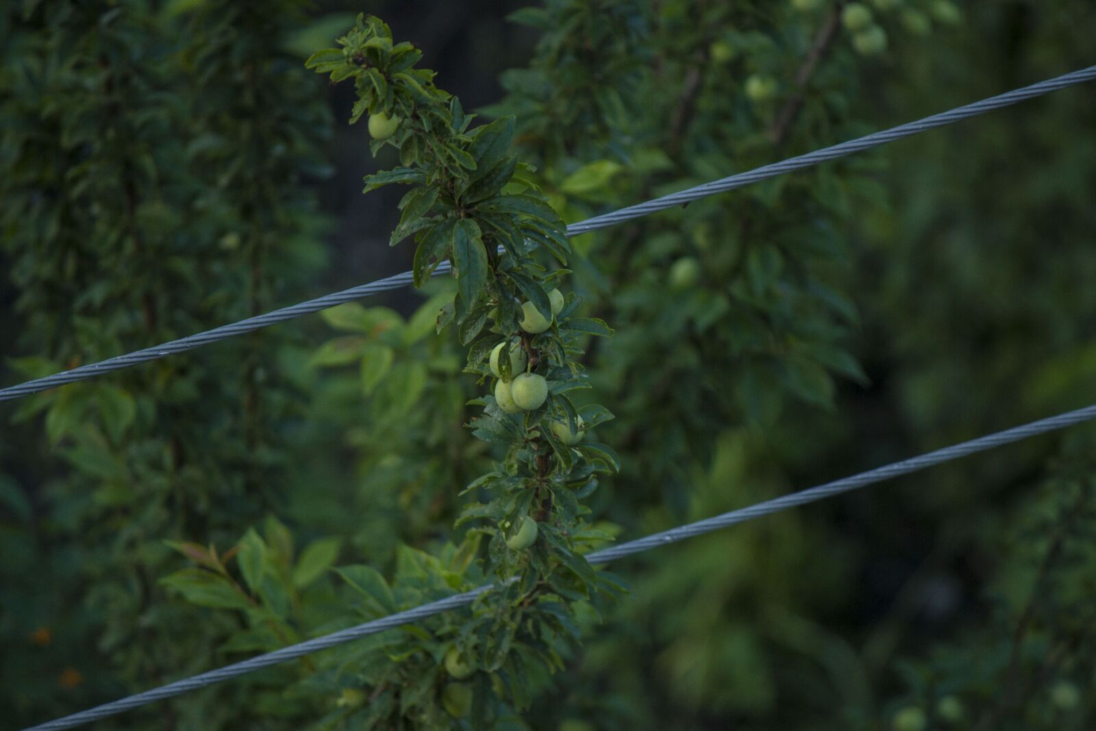 Canon EOS 650D (EOS Rebel T4i / EOS Kiss X6i) sample photo. Green, fruit, leaves photography