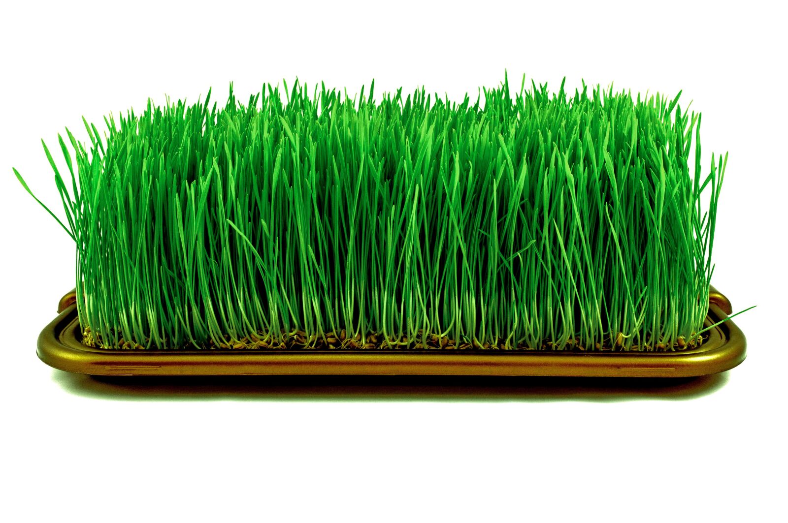 Nikon D5000 sample photo. Lawn, plant, shoots photography