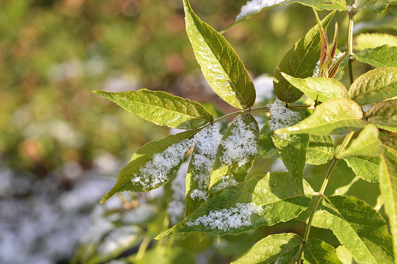 Nikon D610 sample photo. Snow, elderberry leaves, lightly photography
