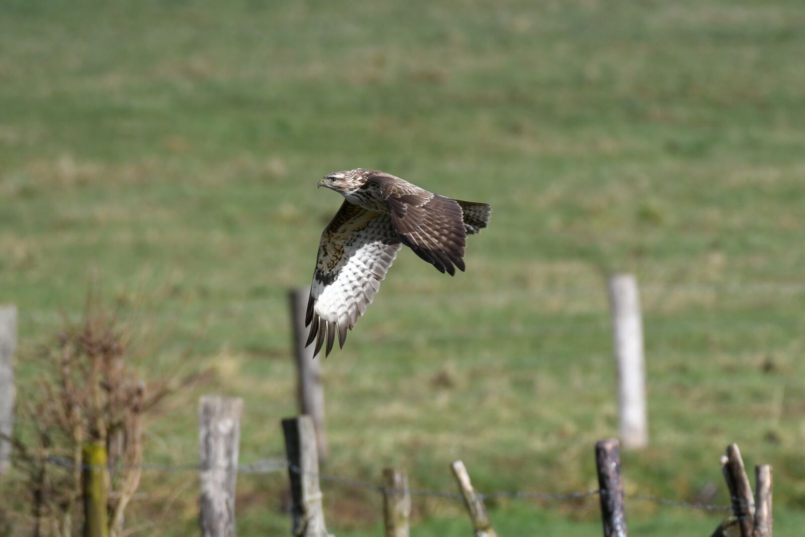 Nikon D500 sample photo. Common buzzard, bird of photography