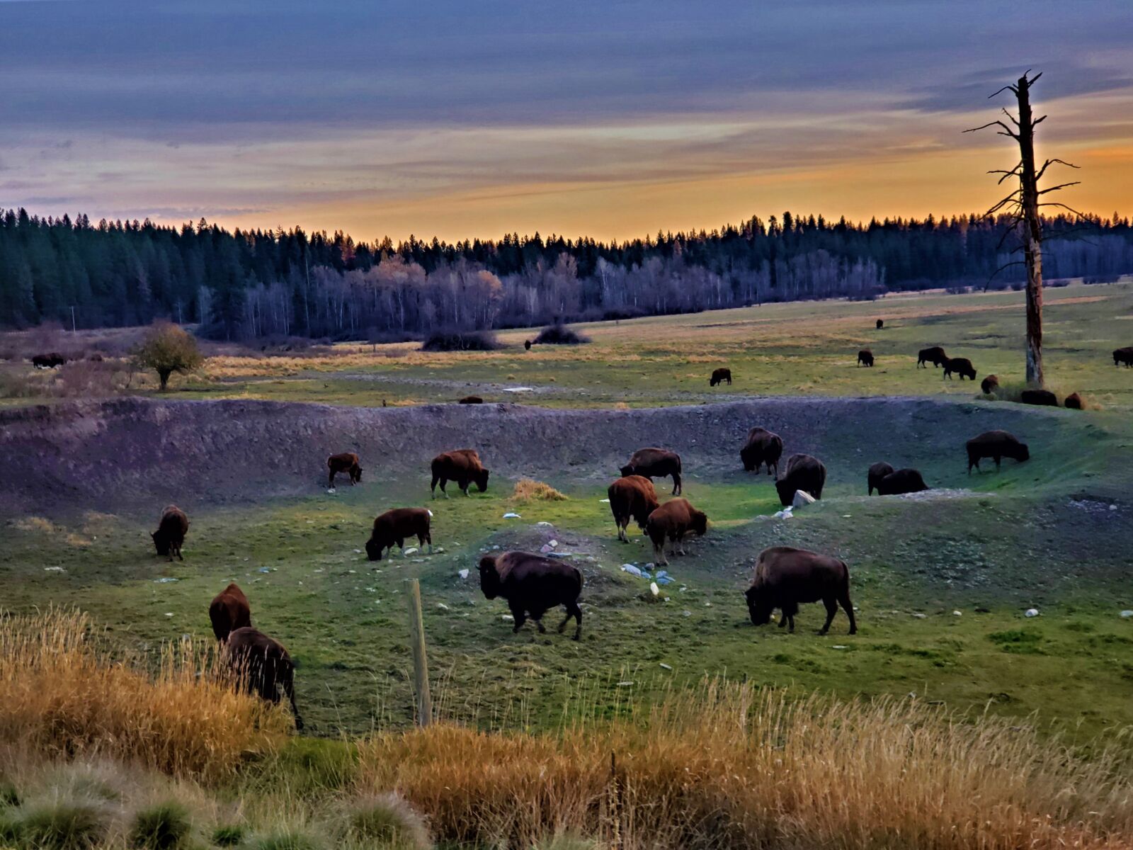 Samsung Galaxy S10 sample photo. Buffalo, bison, autum photography