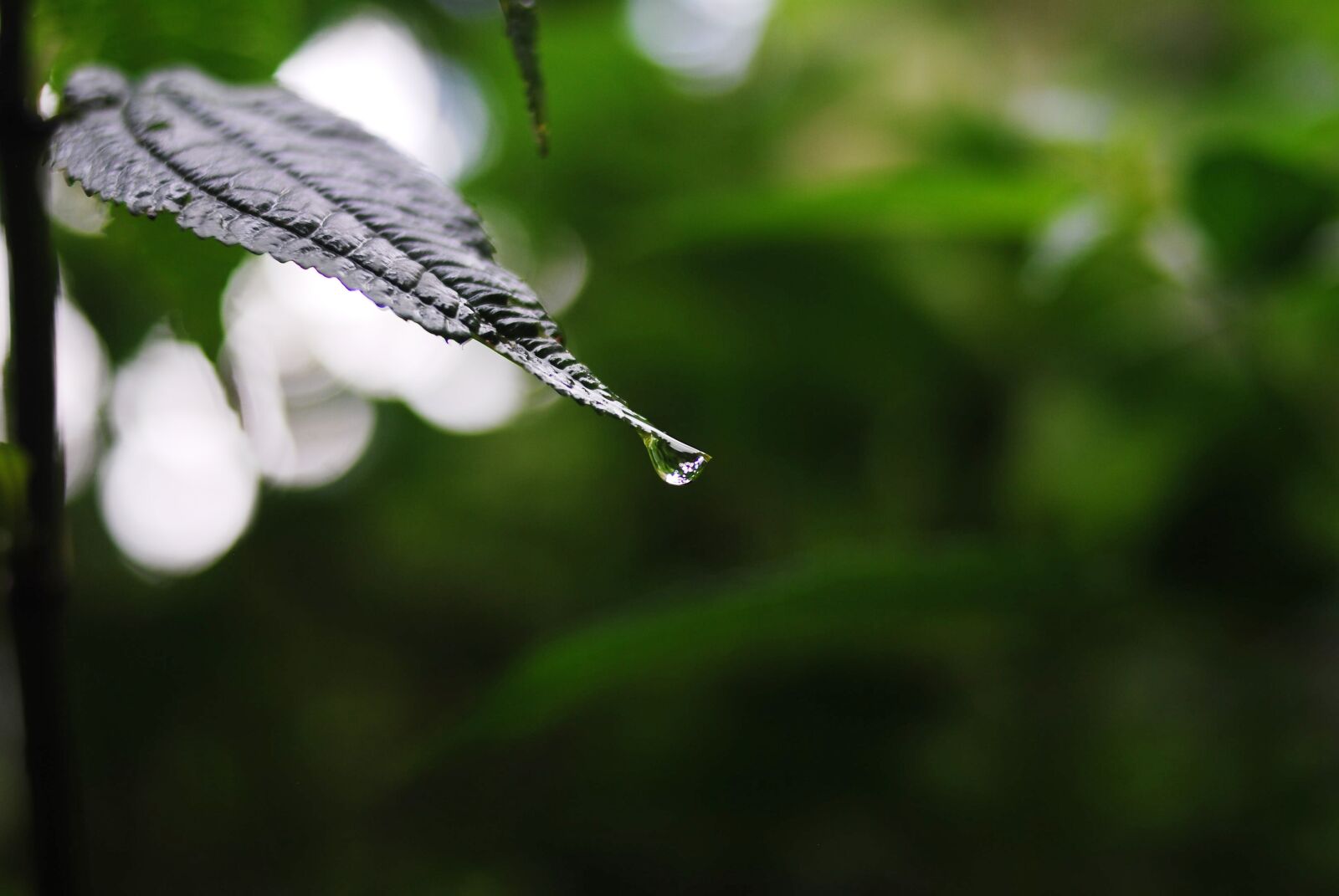 Nikon D60 sample photo. Nature, outdoors, leaf photography