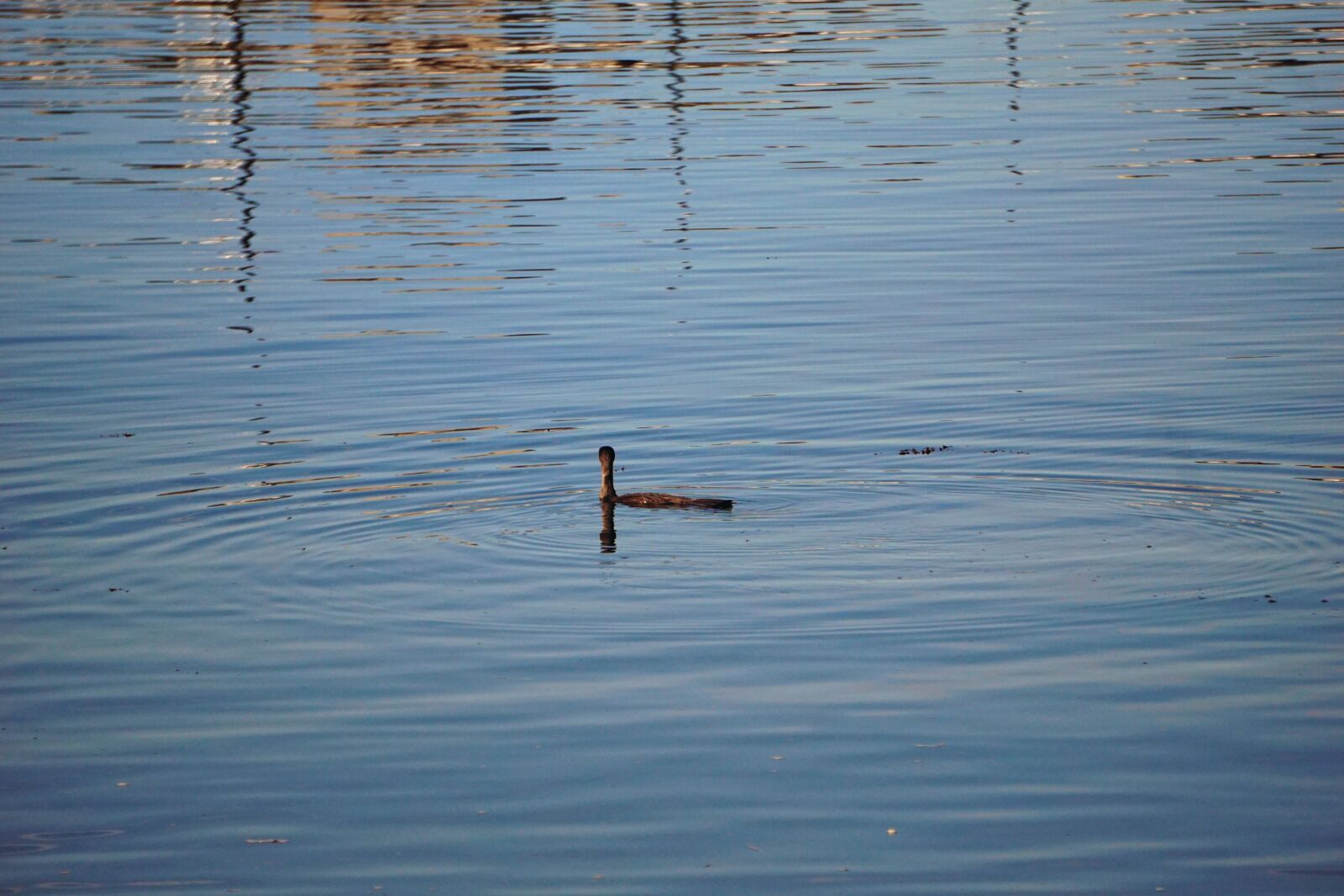 Sony a6000 sample photo. Animalier, animaux, sauvages, cormoran photography
