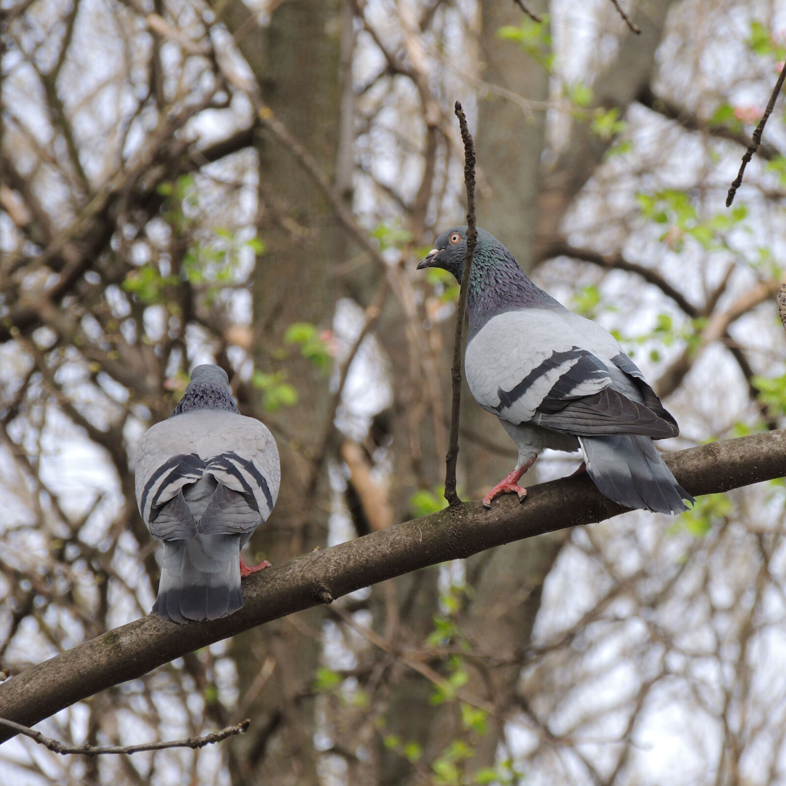 Nikon Coolpix P510 sample photo. Bird, birds, dove, fly photography