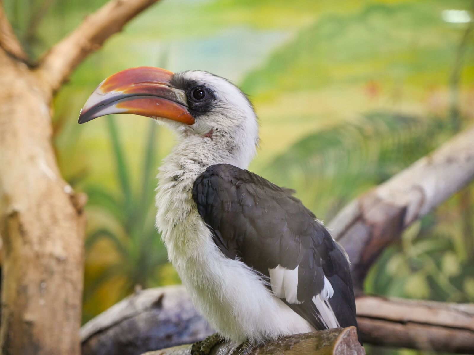 Panasonic Lumix DMC-GH4 sample photo. Bird, zoo, green photography