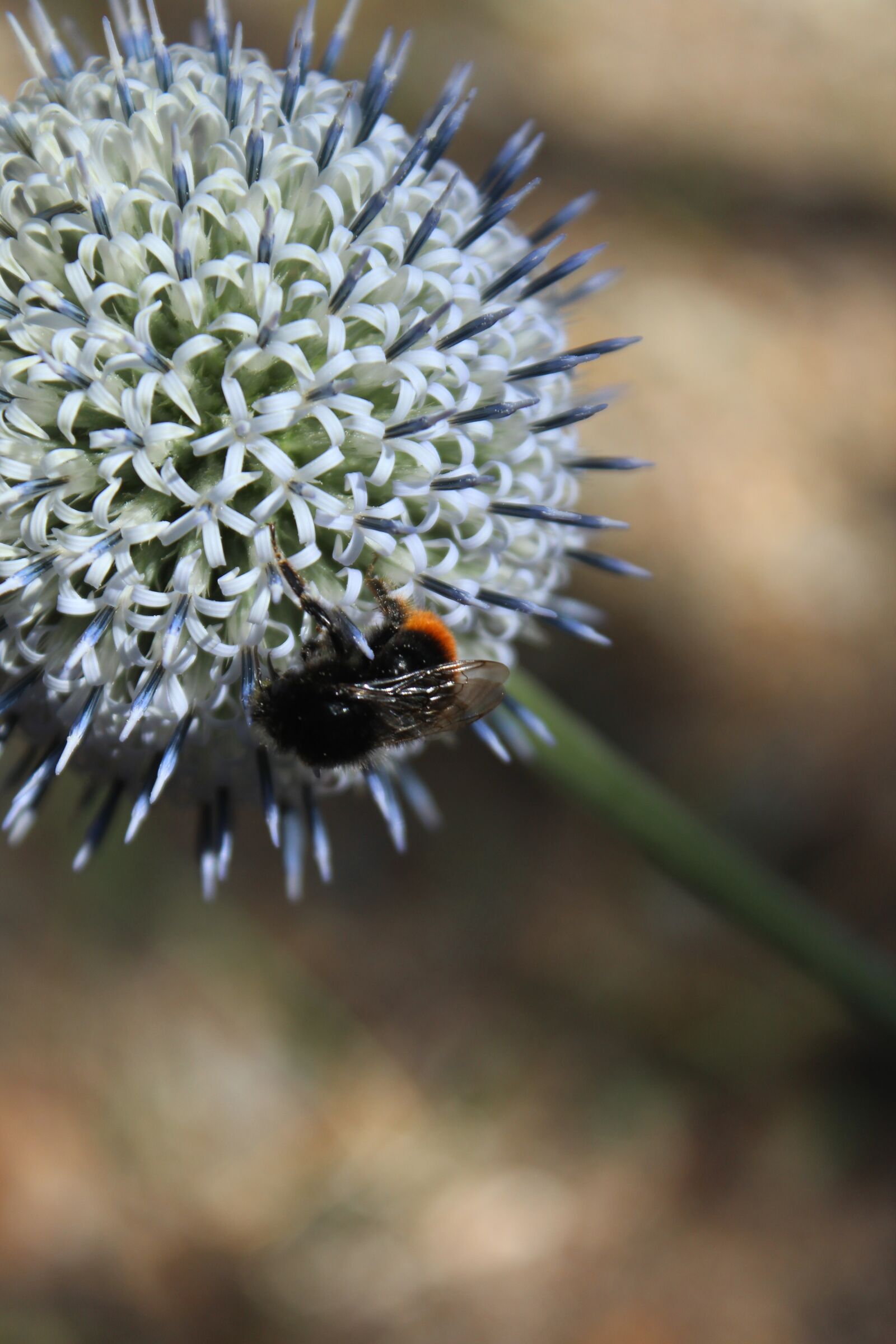 Canon EOS 600D (Rebel EOS T3i / EOS Kiss X5) sample photo. Flower, animal, bee photography