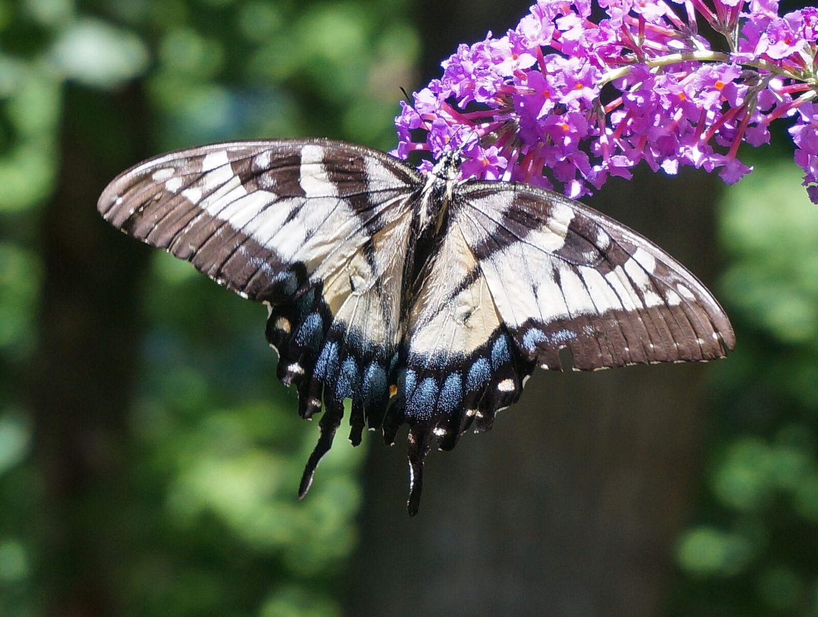 Sony Alpha NEX-5T sample photo. Tiger swallowtail, butterfly bush photography