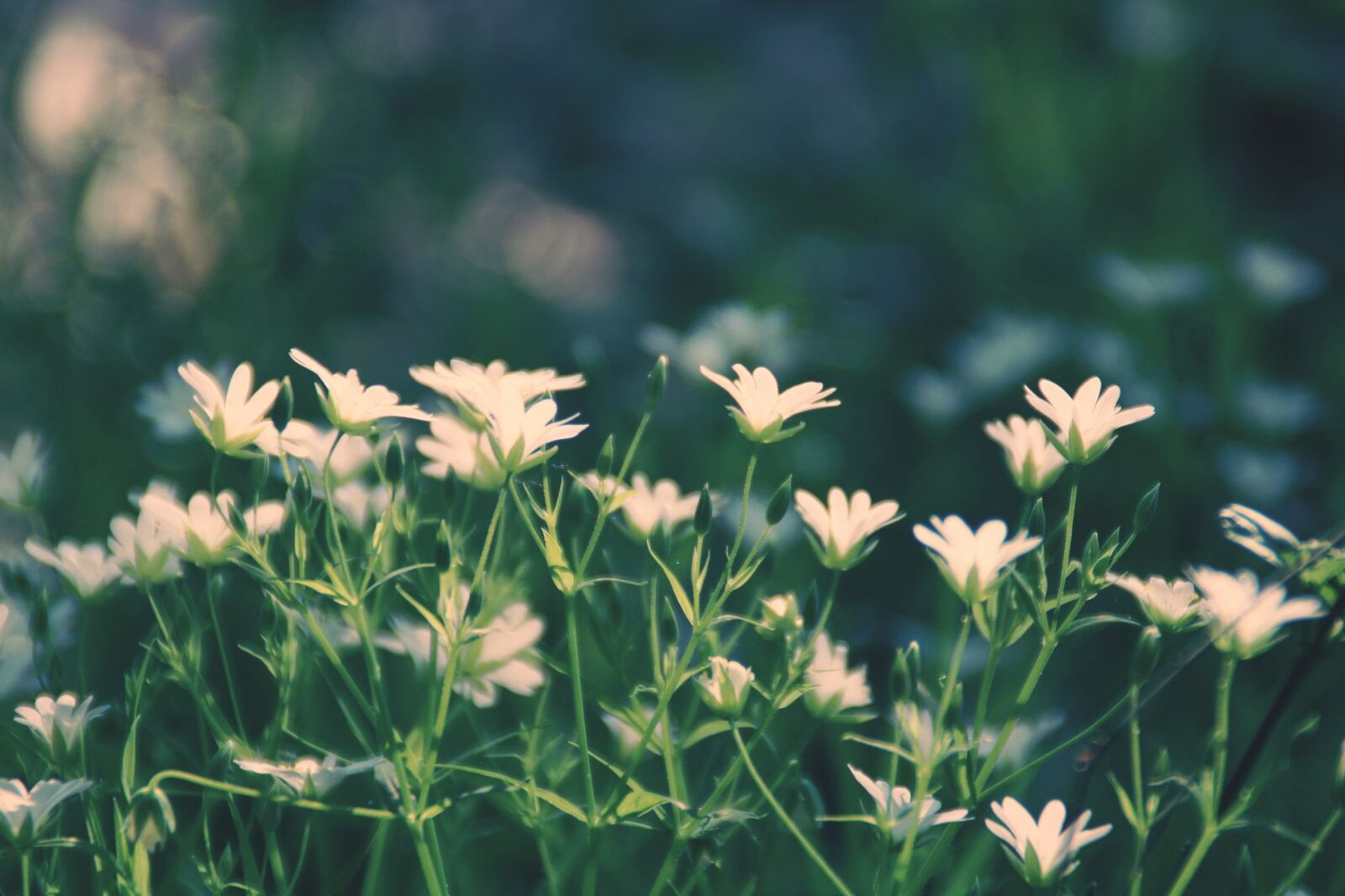 Canon EOS 2000D (EOS Rebel T7 / EOS Kiss X90 / EOS 1500D) sample photo. Wood anemone, forest, forest photography