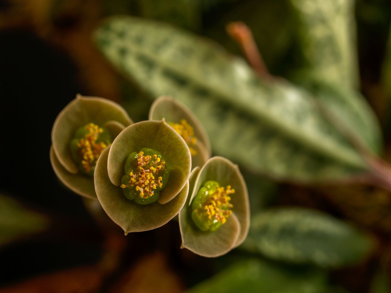 Olympus E-500 (EVOLT E-500) sample photo. Flower, sukulent, retail photography