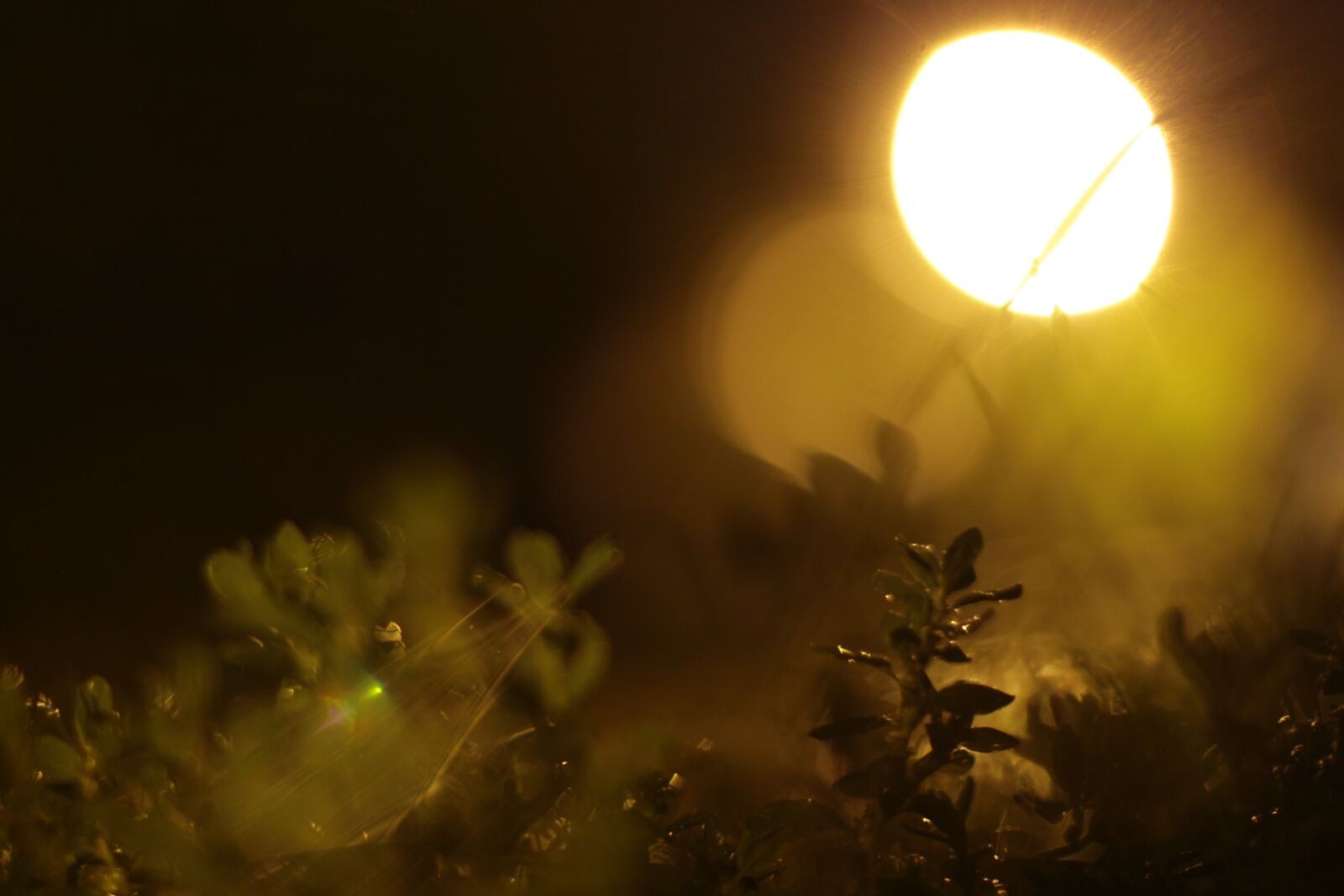 Canon EOS 650D (EOS Rebel T4i / EOS Kiss X6i) + Canon EF 50mm F1.4 USM sample photo. Lantern, rain, night photography