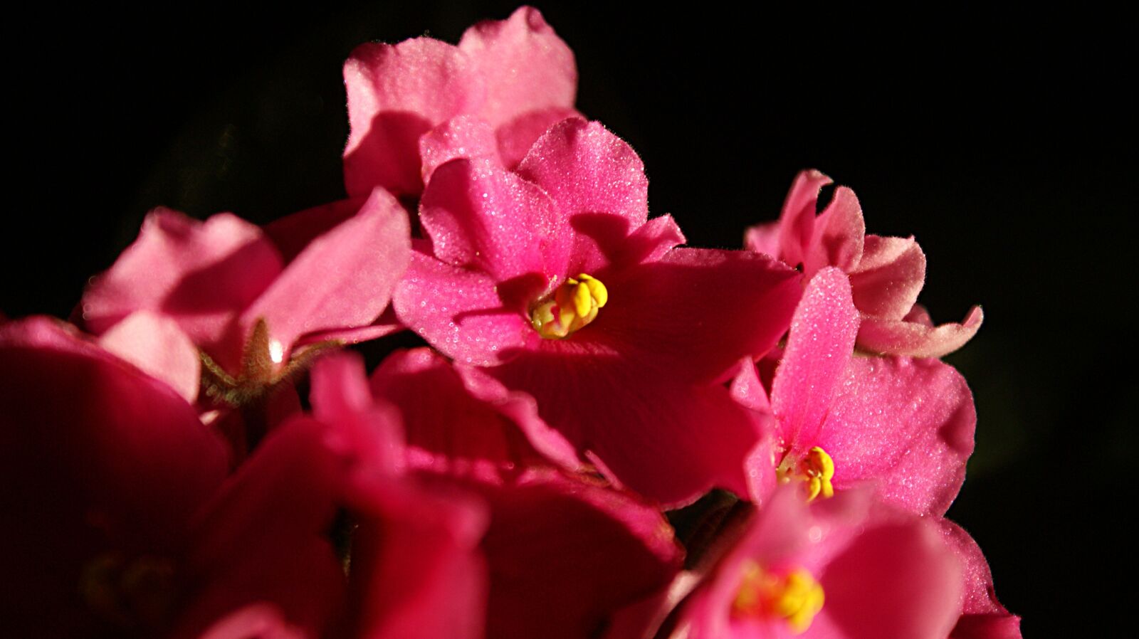 Sony Alpha DSLR-A350 sample photo. Violet, pink, flower photography
