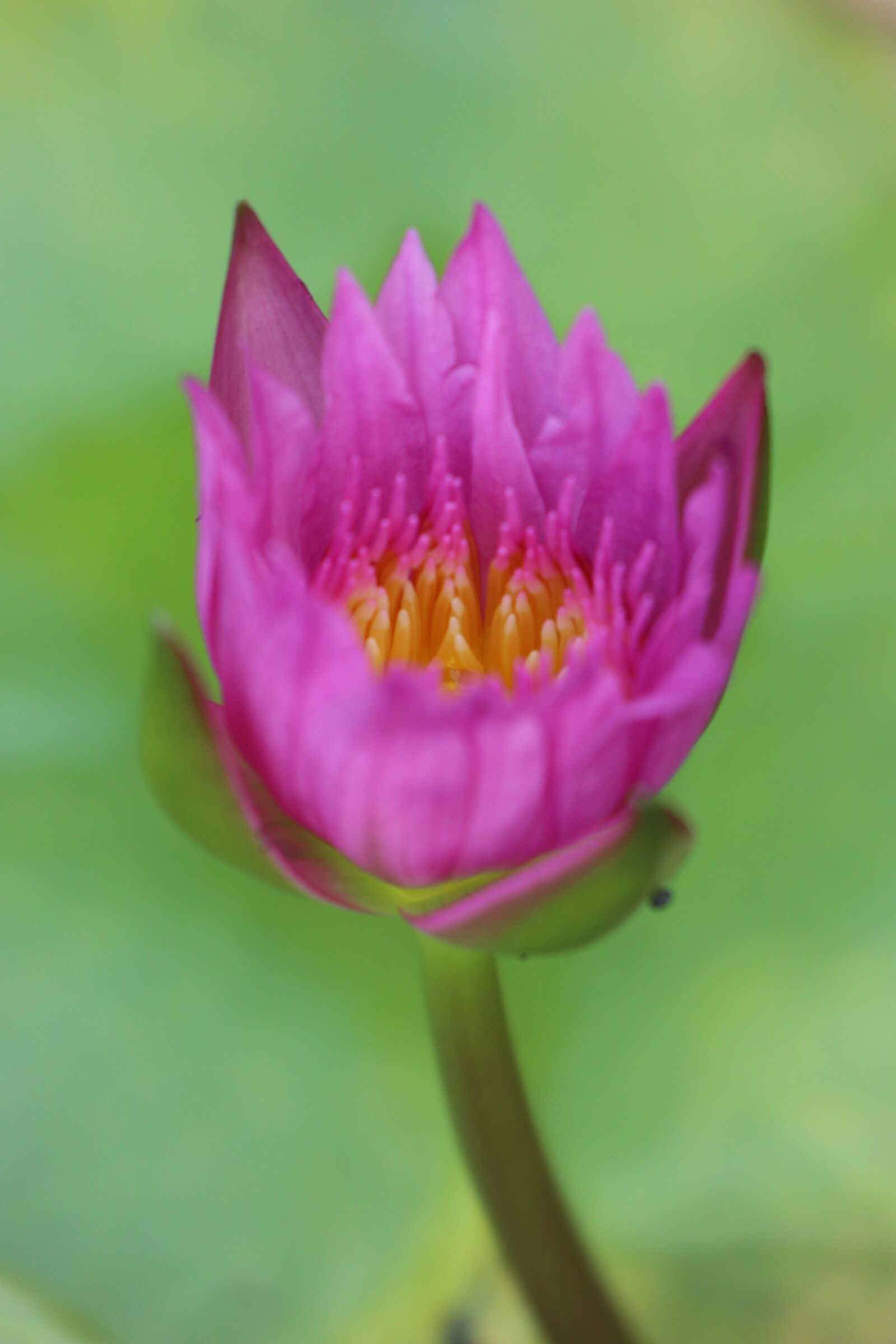 Canon EOS M6 sample photo. Lotus, waterlily, flower photography