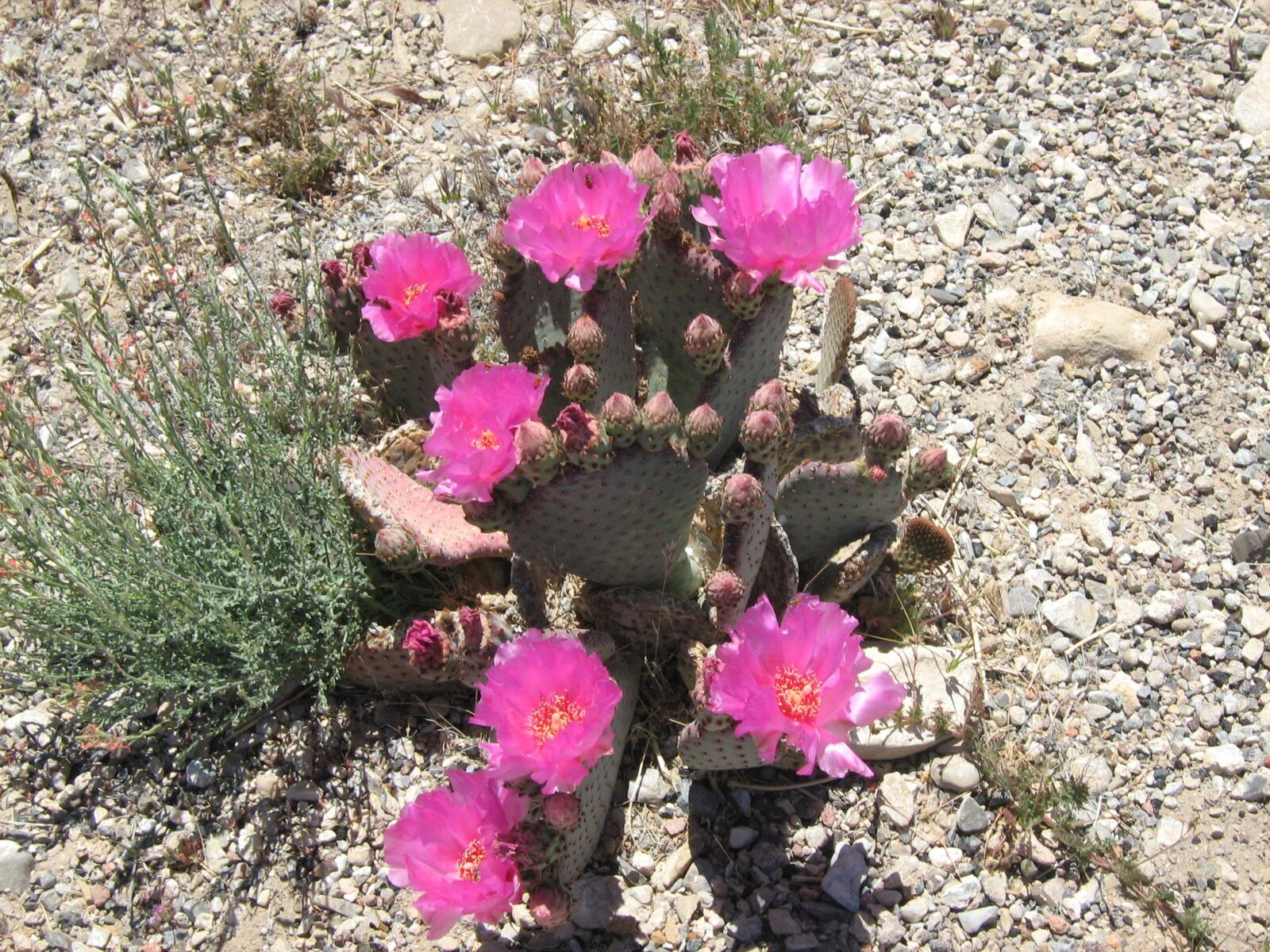 Canon POWERSHOT A460 sample photo. Desert, cactus, flower, nature photography