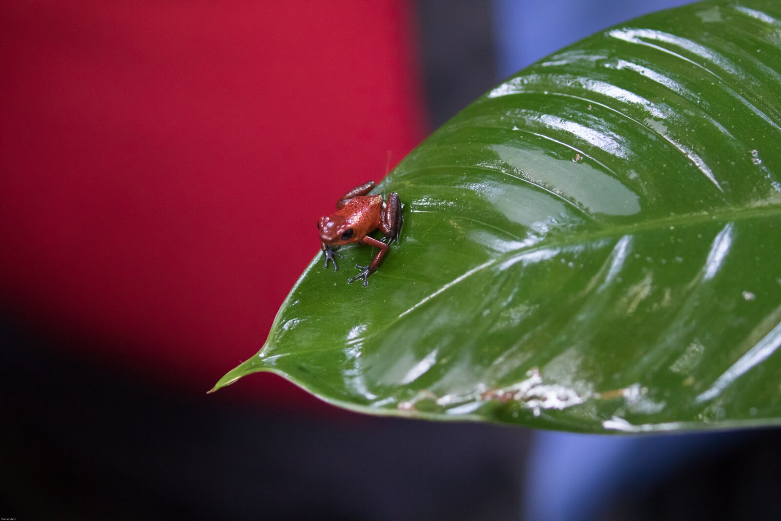 Canon EOS 7D Mark II sample photo. Strawberry frog, poison frog photography