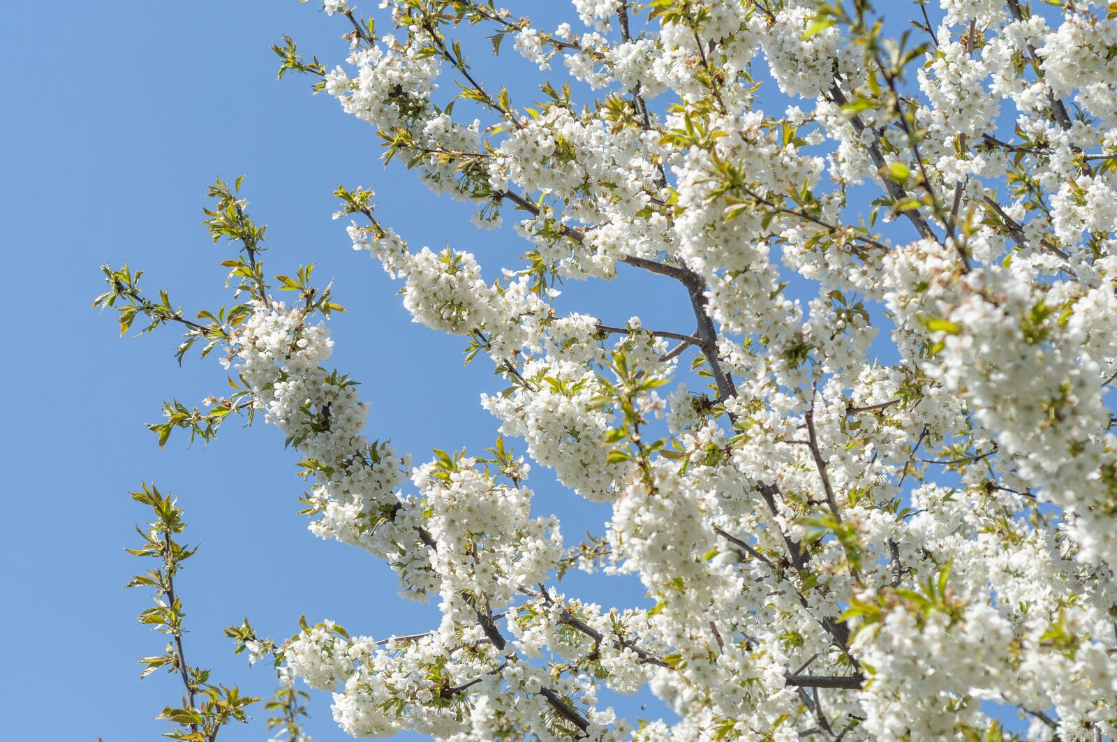 Nikon D300 sample photo. Cherry, tree, bloom photography