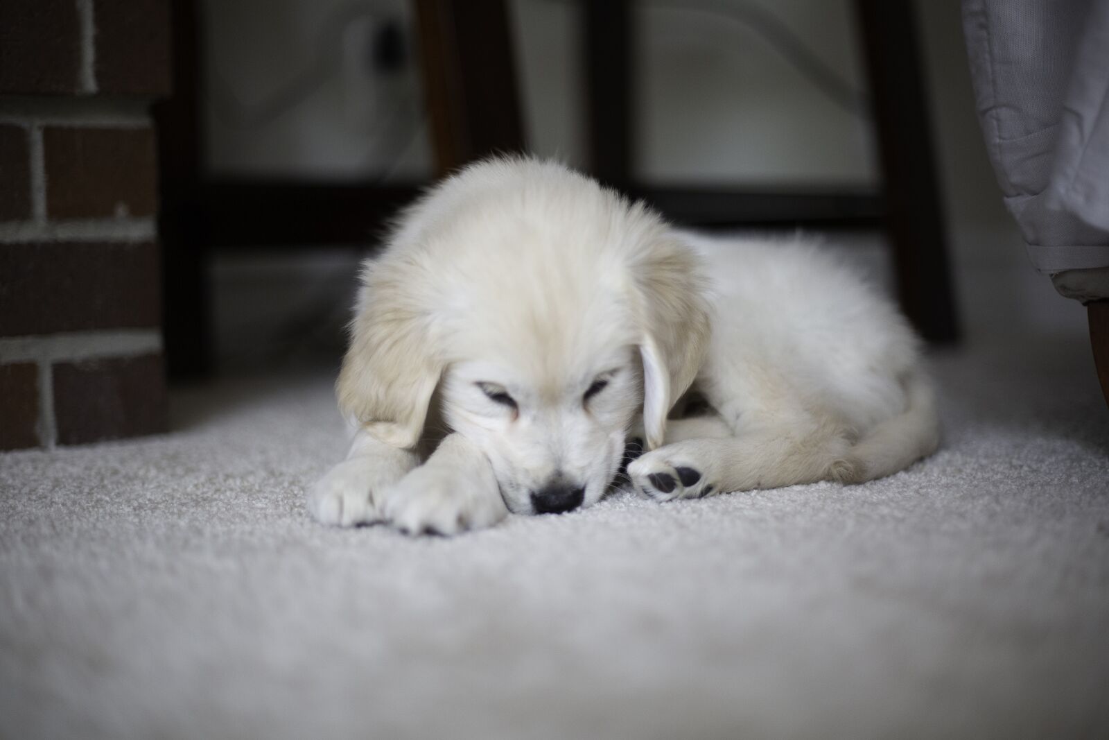 Canon EF 50mm F1.4 USM sample photo. Puppy, golden retriever, cute photography
