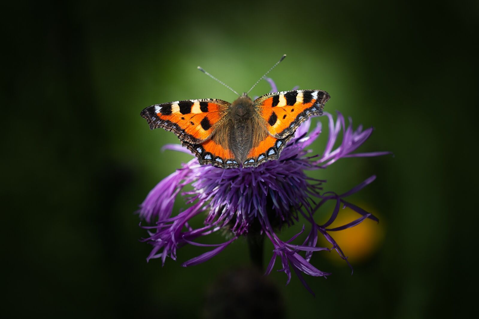 Nikon D7100 sample photo. Little fox, butterfly, edelfalter photography