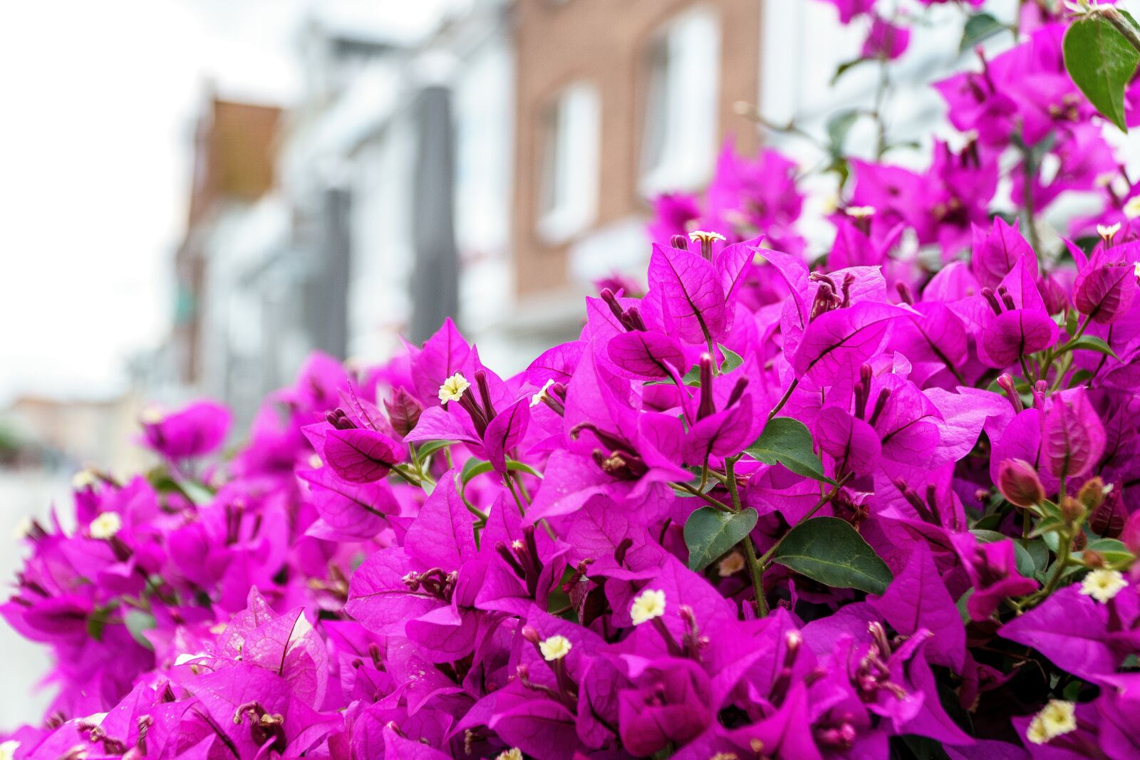 Sony a6000 + Sony E PZ 18-105mm F4 G OSS sample photo. Travemünde, flowers, pink photography