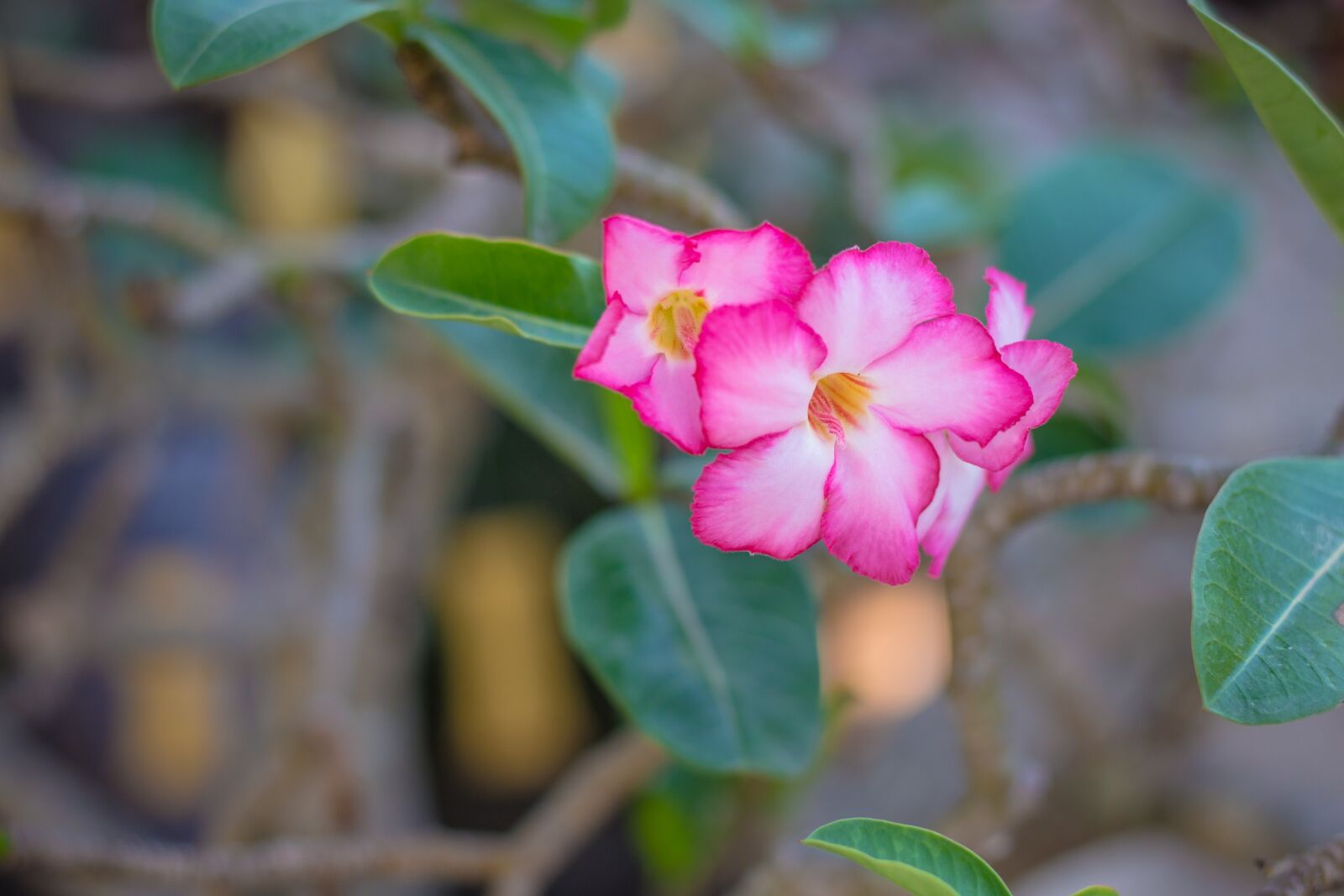 Canon EOS 700D (EOS Rebel T5i / EOS Kiss X7i) + Canon EF 50mm F1.8 STM sample photo. Invited to visit, plant photography