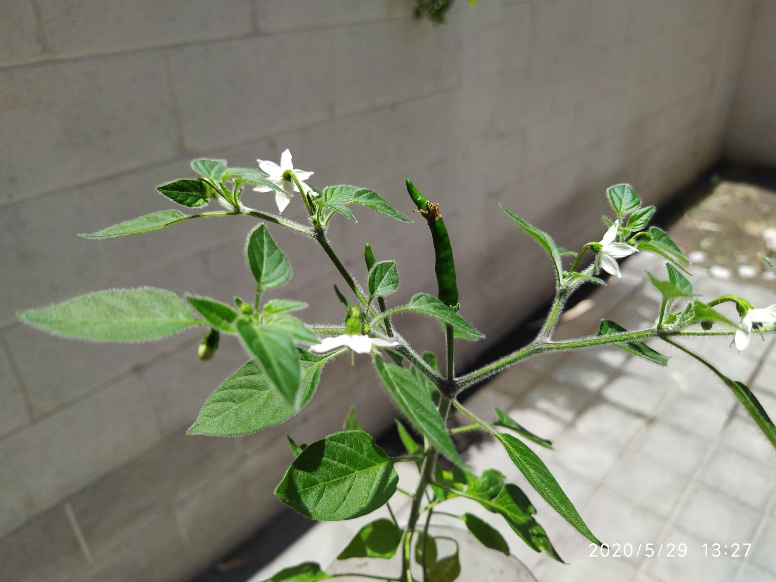 Xiaomi Redmi Note 7 sample photo. Plant, orchard, chile photography